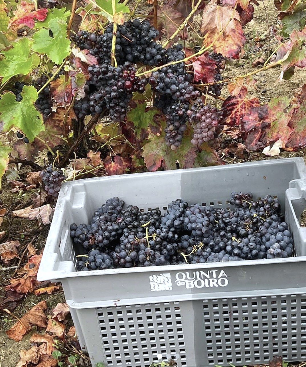 A morning walk through the vines